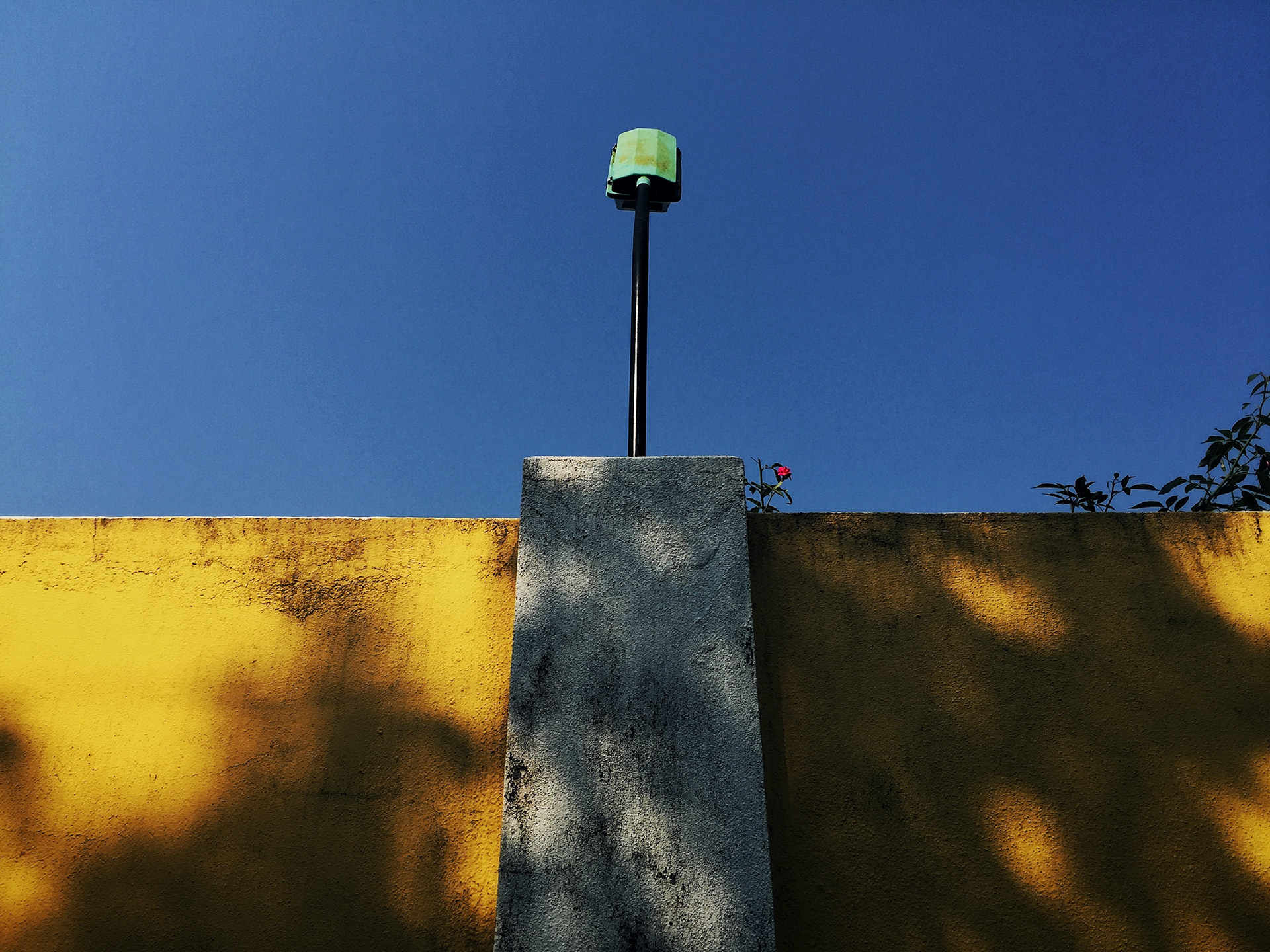 Rose. Goa, 2016