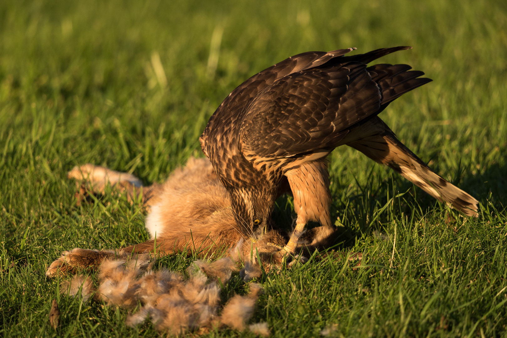 Northern goshawk eating from a rabbit