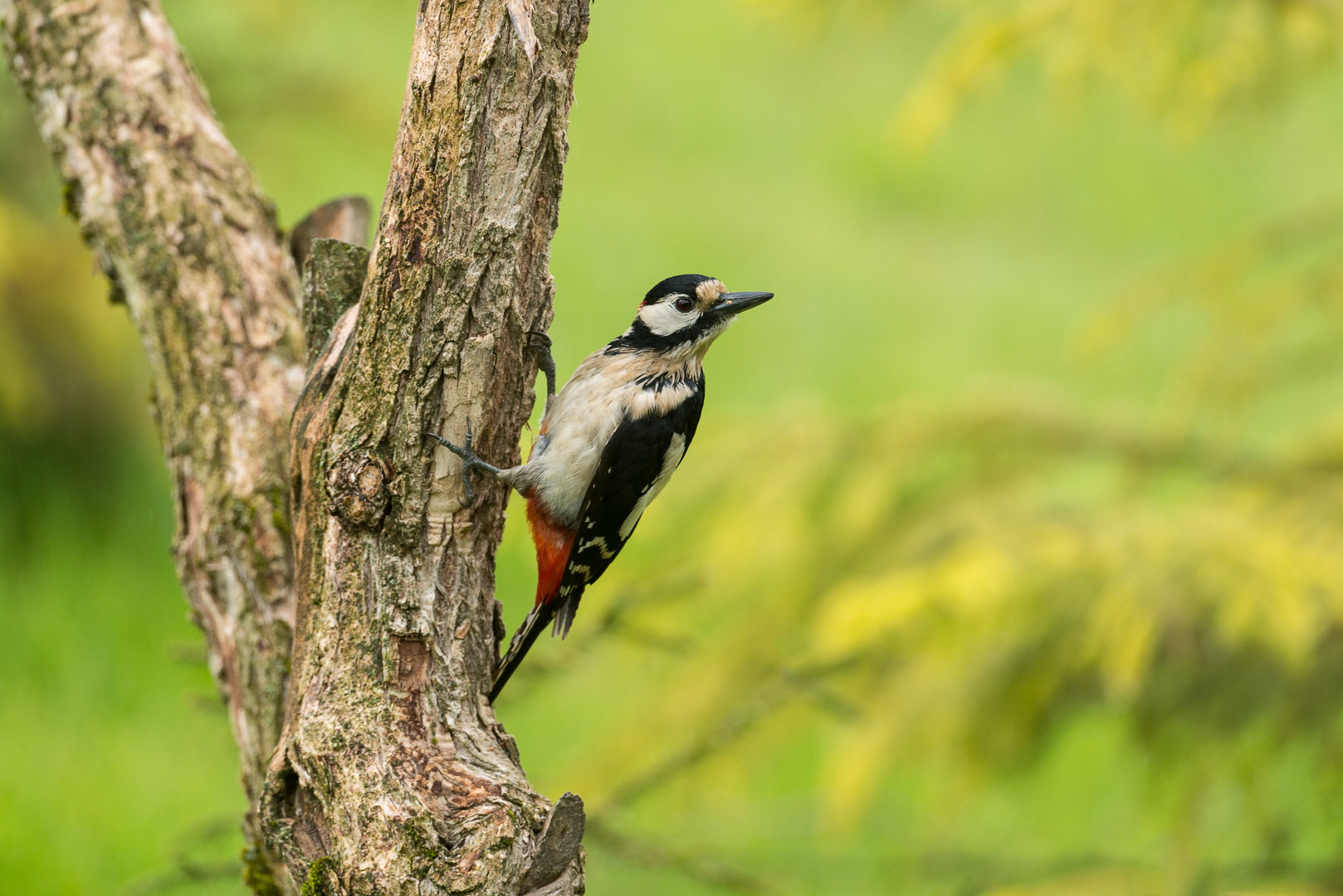 Great spotted woodpecker sitting on a branch