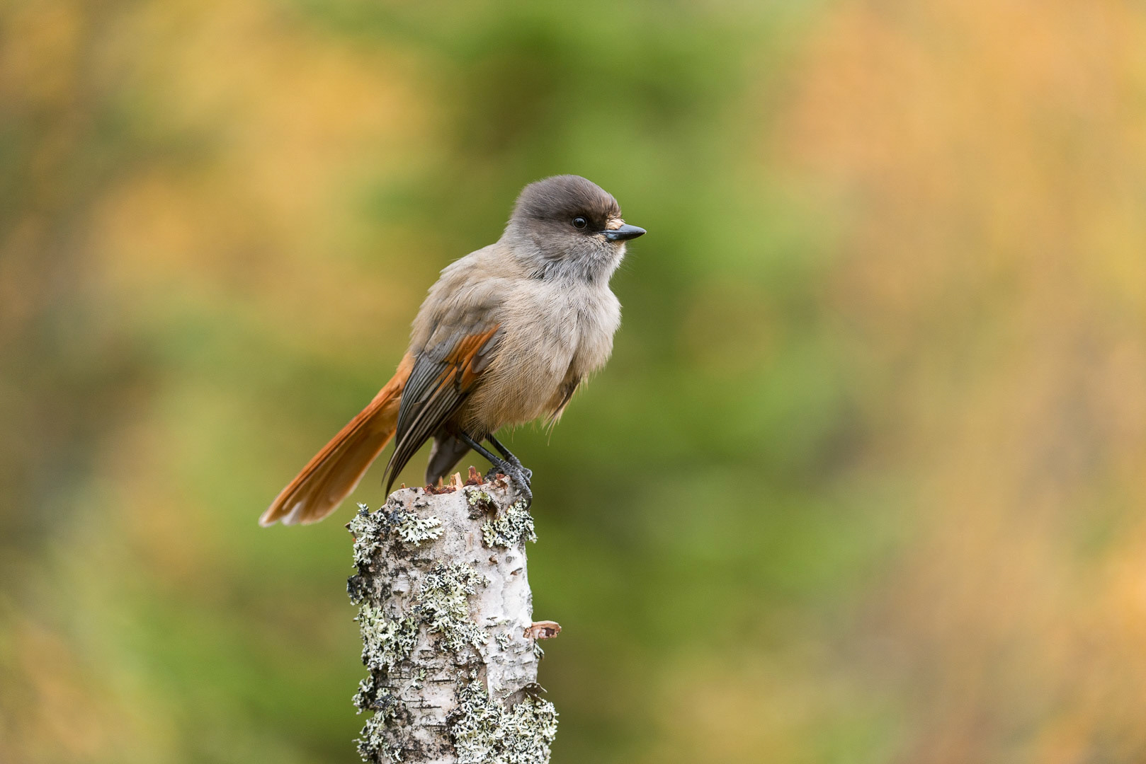 Siberian jay sitting on a branch