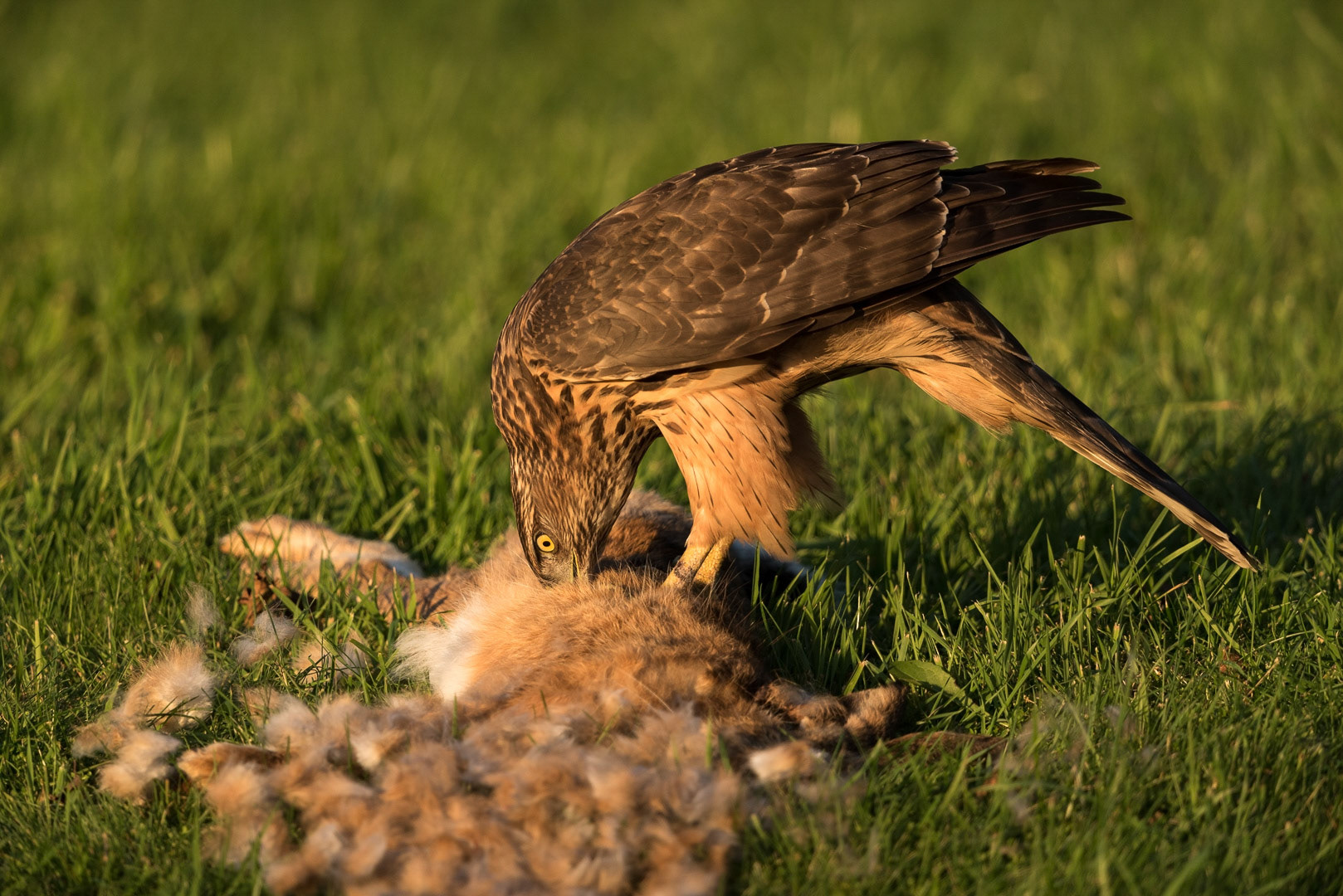 Northern goshawk eating from a rabbit