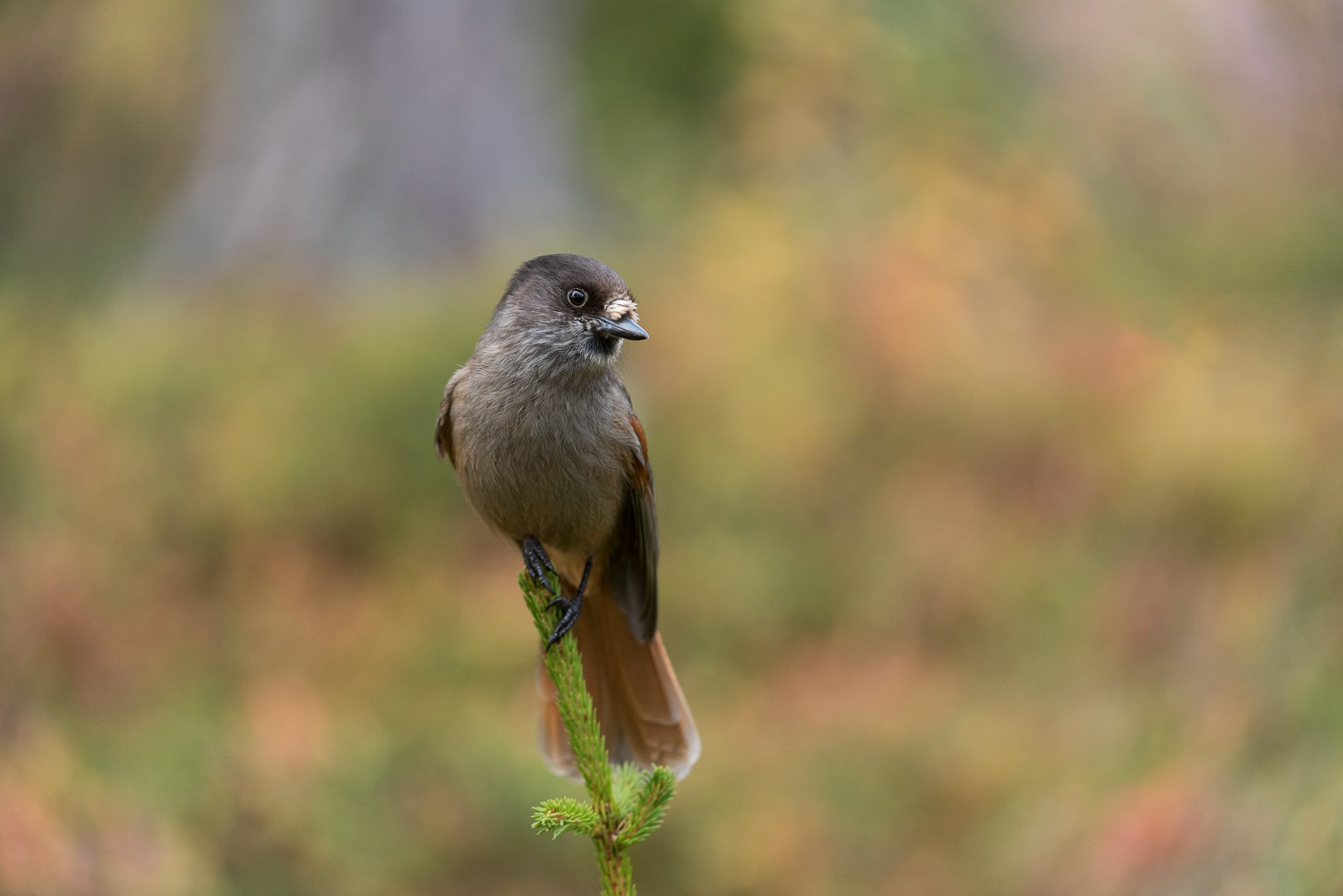 Siberian jay sitting on a branch