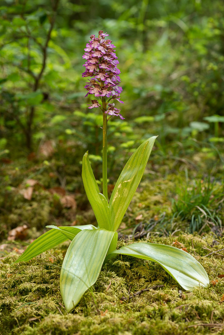 A lady orchid in woodland