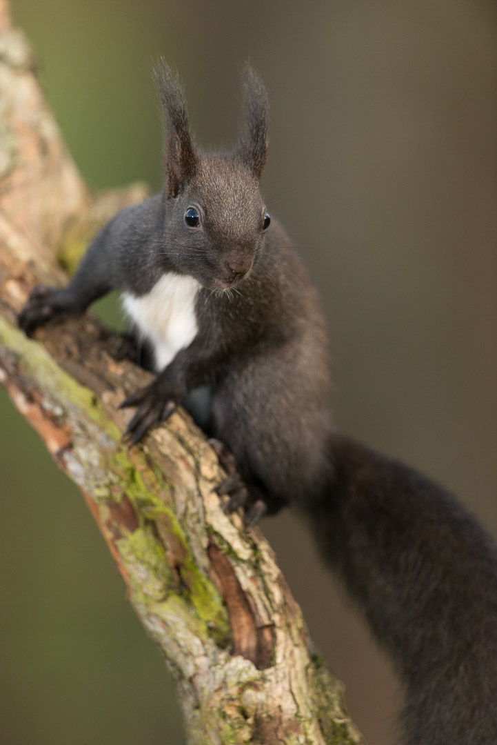 Eurasian red squirrel sitting  on a branch in a tree