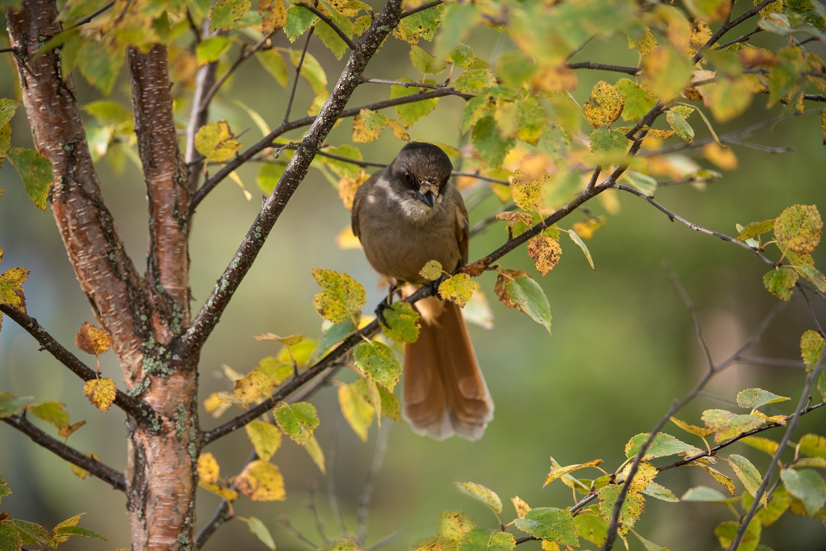 Siberian jay sitting on a branch