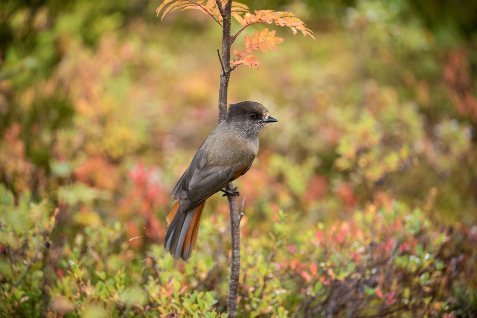 Siberian jay sitting on a branch
