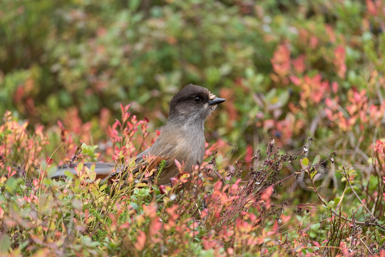 Siberian jay sitting on a branch