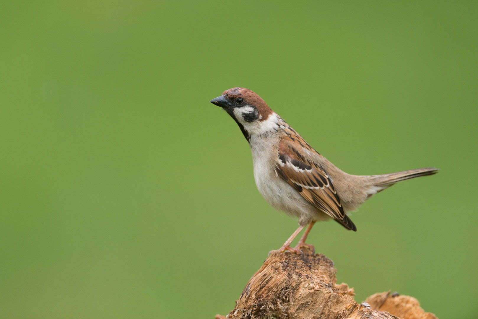 Eurasian tree sparrow sitting on a tree trunk