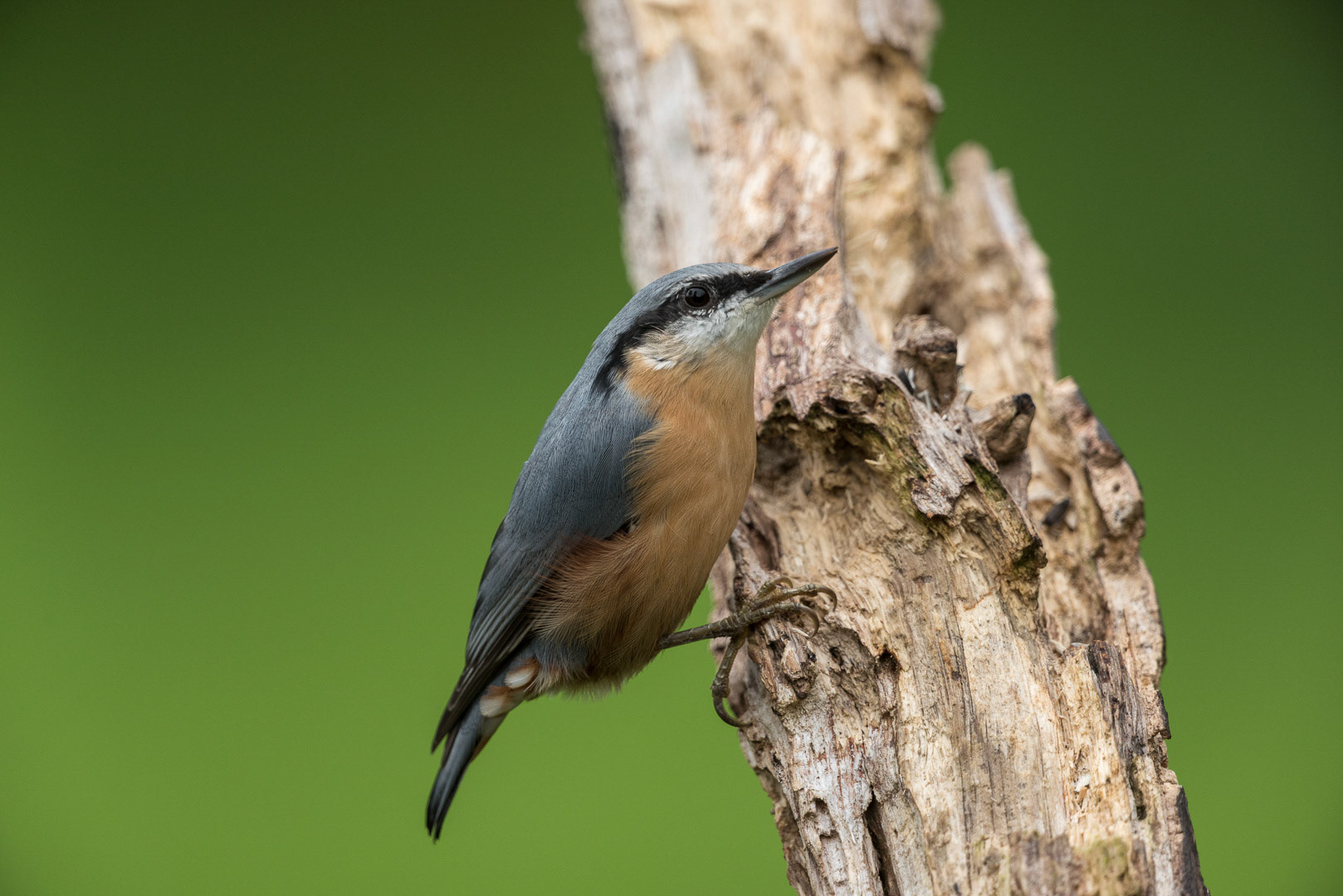 Eurasian nuthatch sitting on a branch