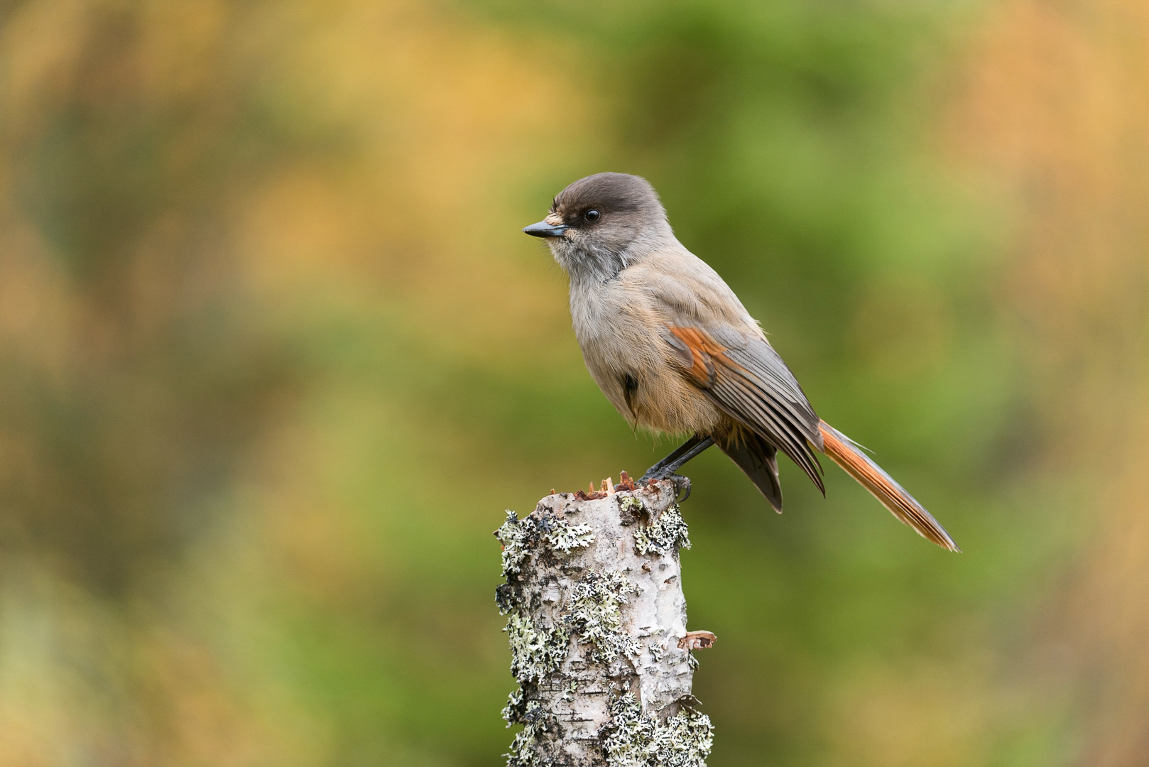 Siberian jay sitting on a branch