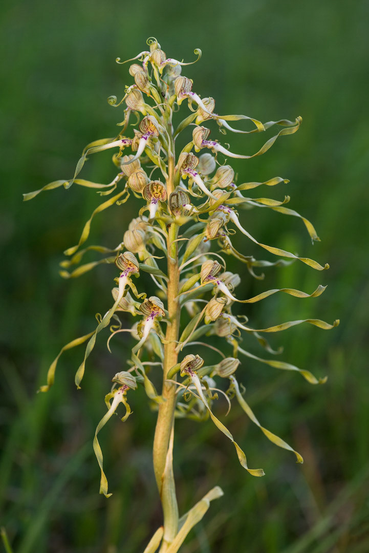 blooming lizard orchid in grassland