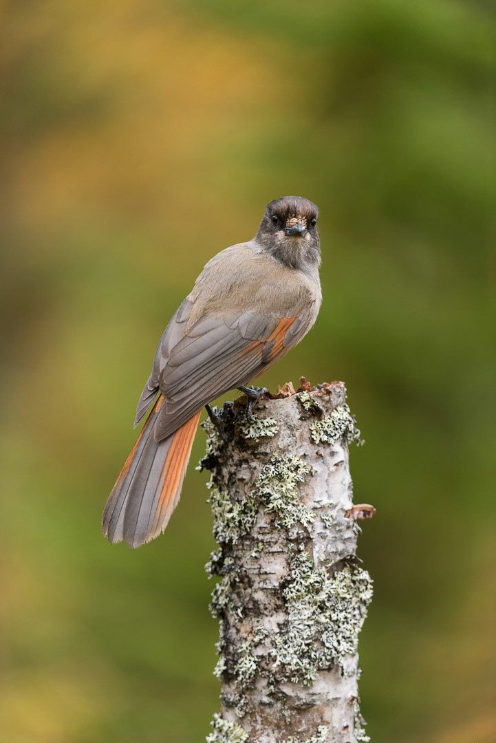 Siberian jay sitting on a branch