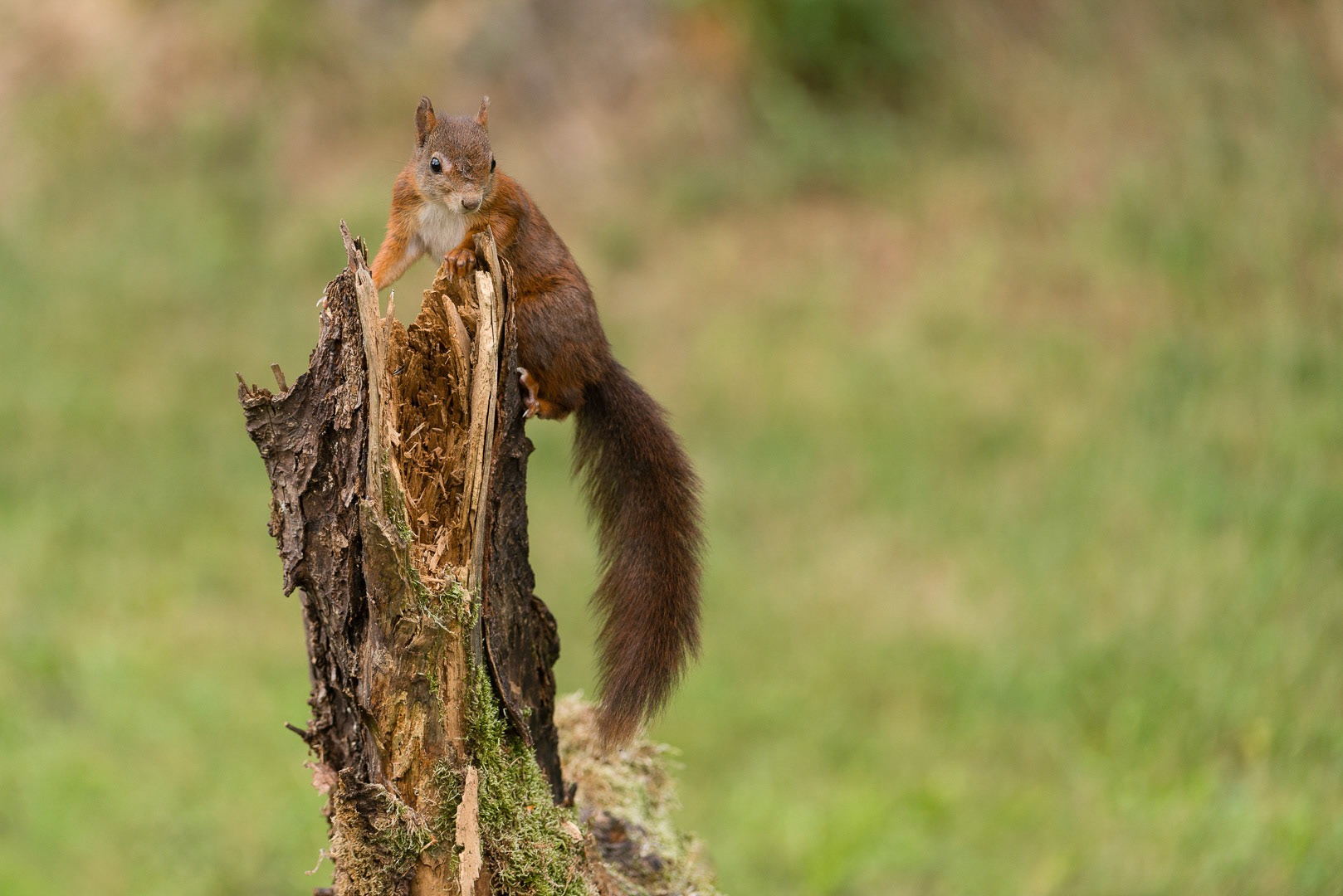 Eurasian red squirrel sitting  on a stump of a tree