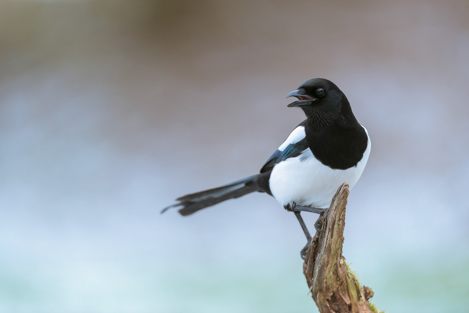 Eurasian magpie sitting on a branch