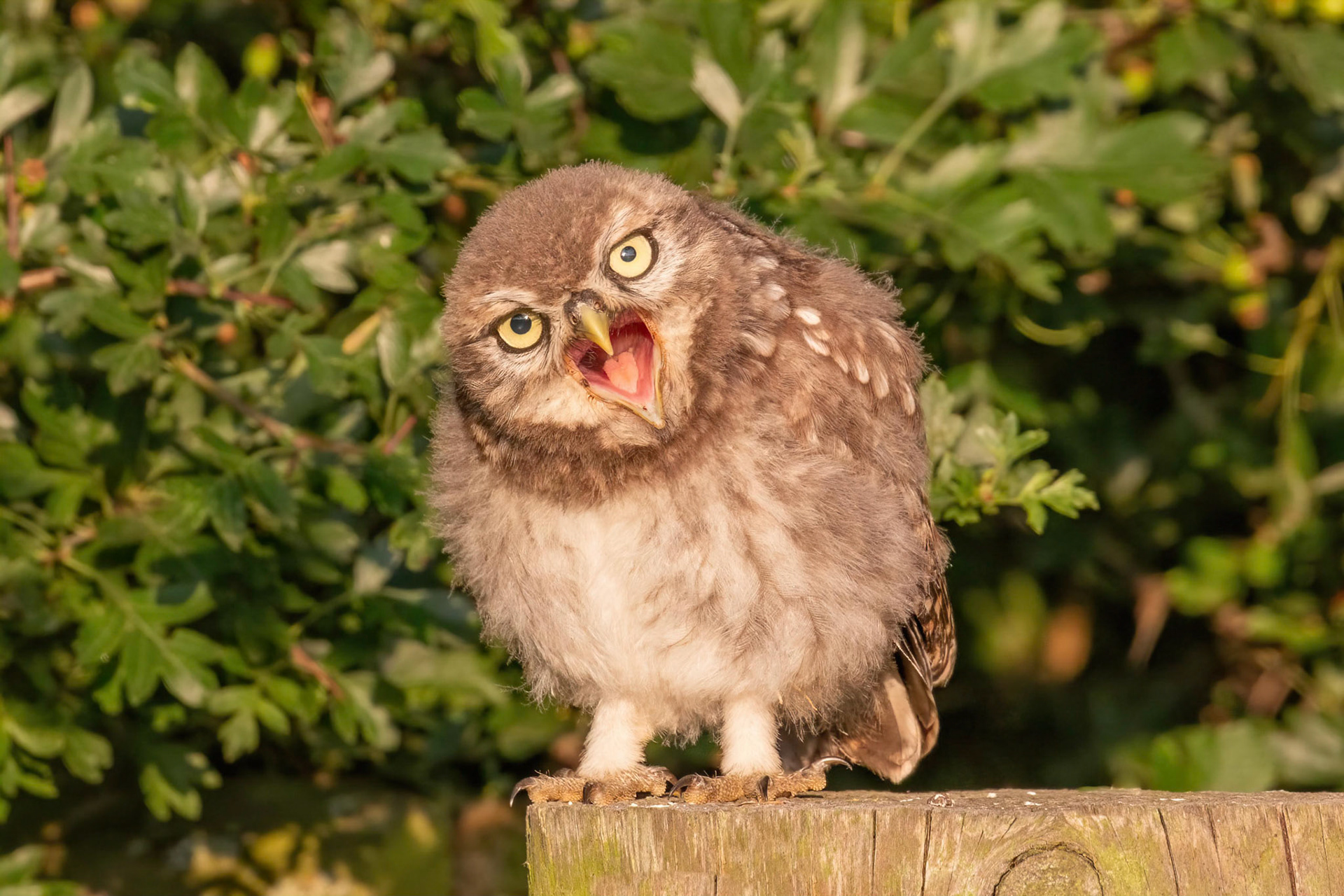 Little Owl ⒸDFBridgeman 2021