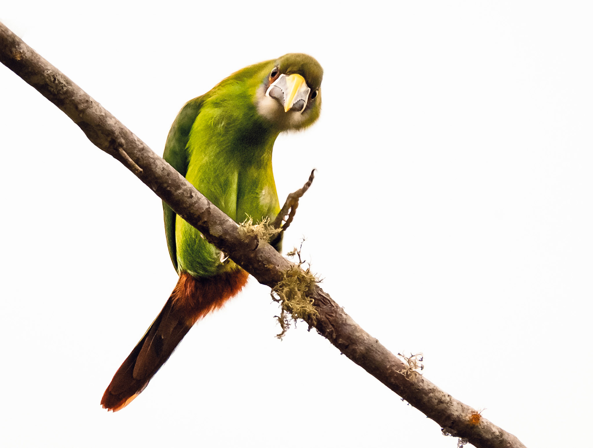 Southern Emerald-Toucanet