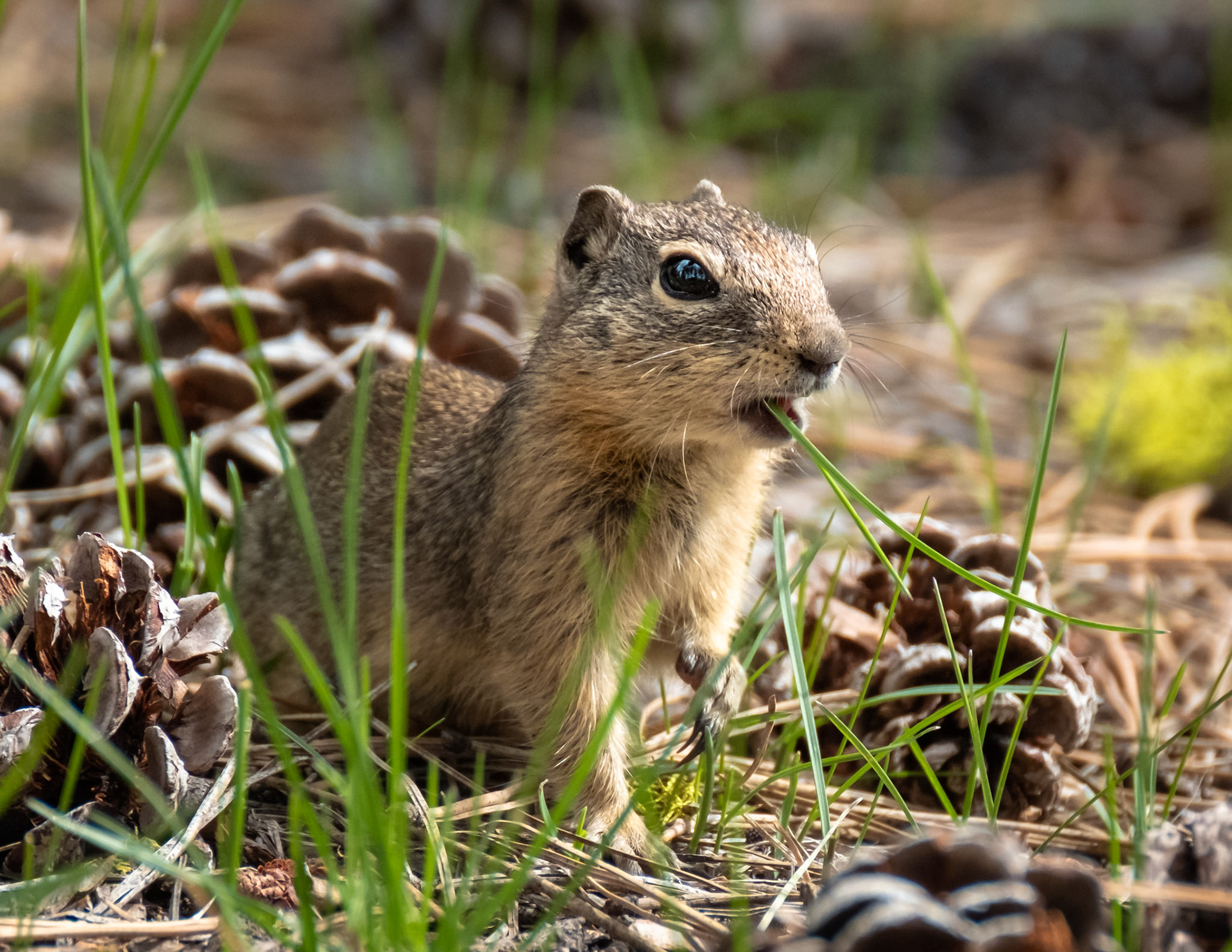 Ground Squirrel