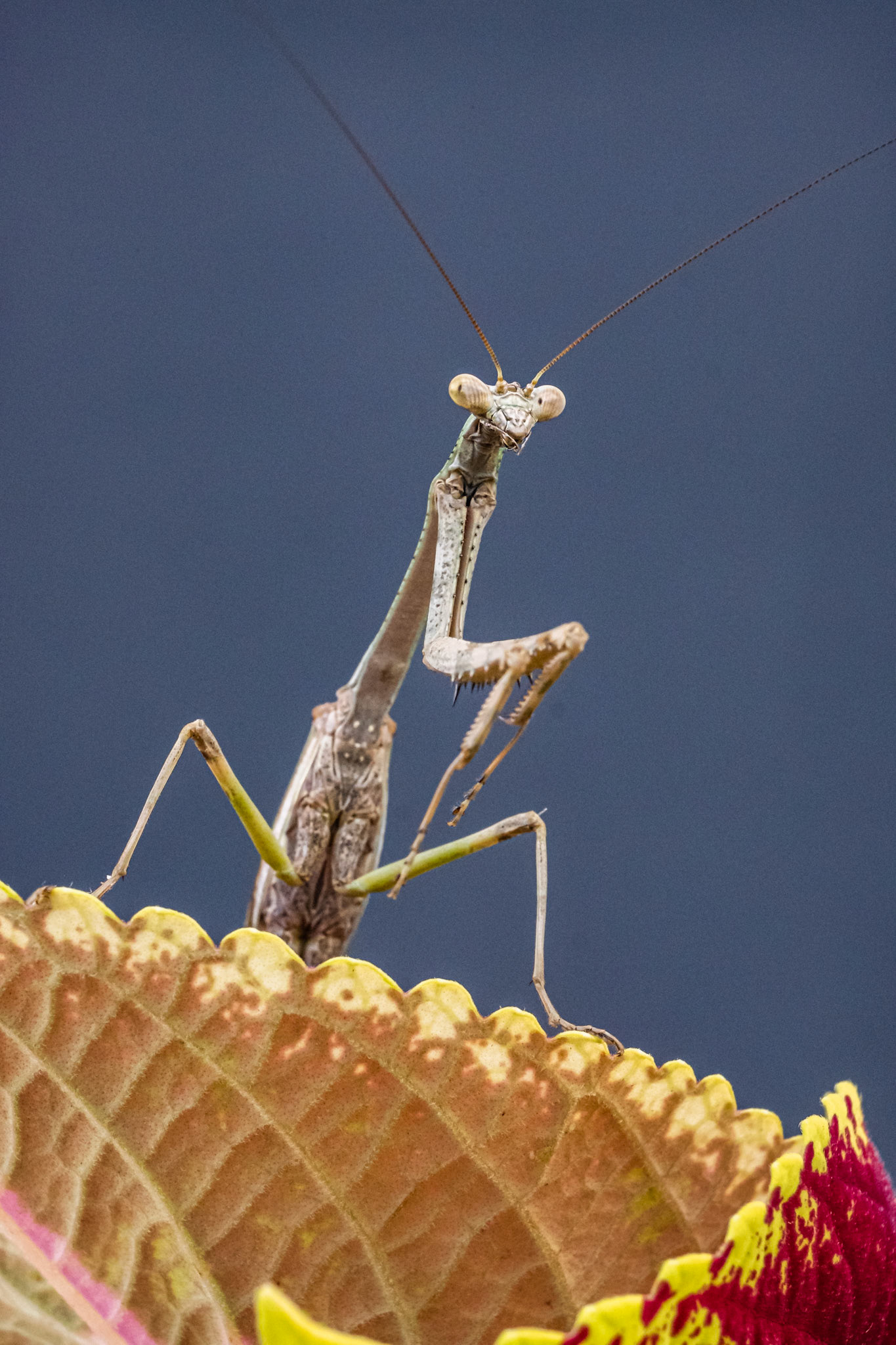 Praying Mantis