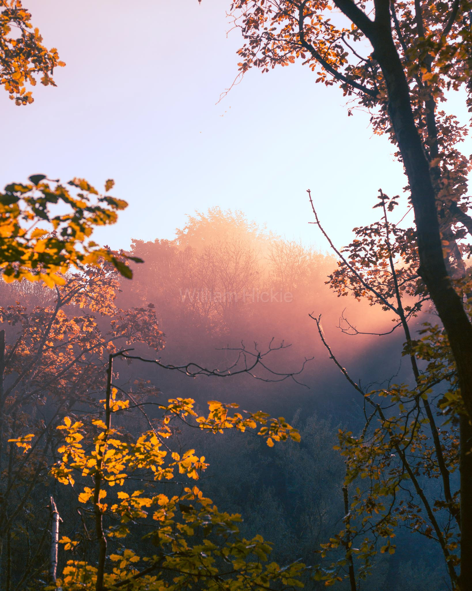 "Autumn Glow"