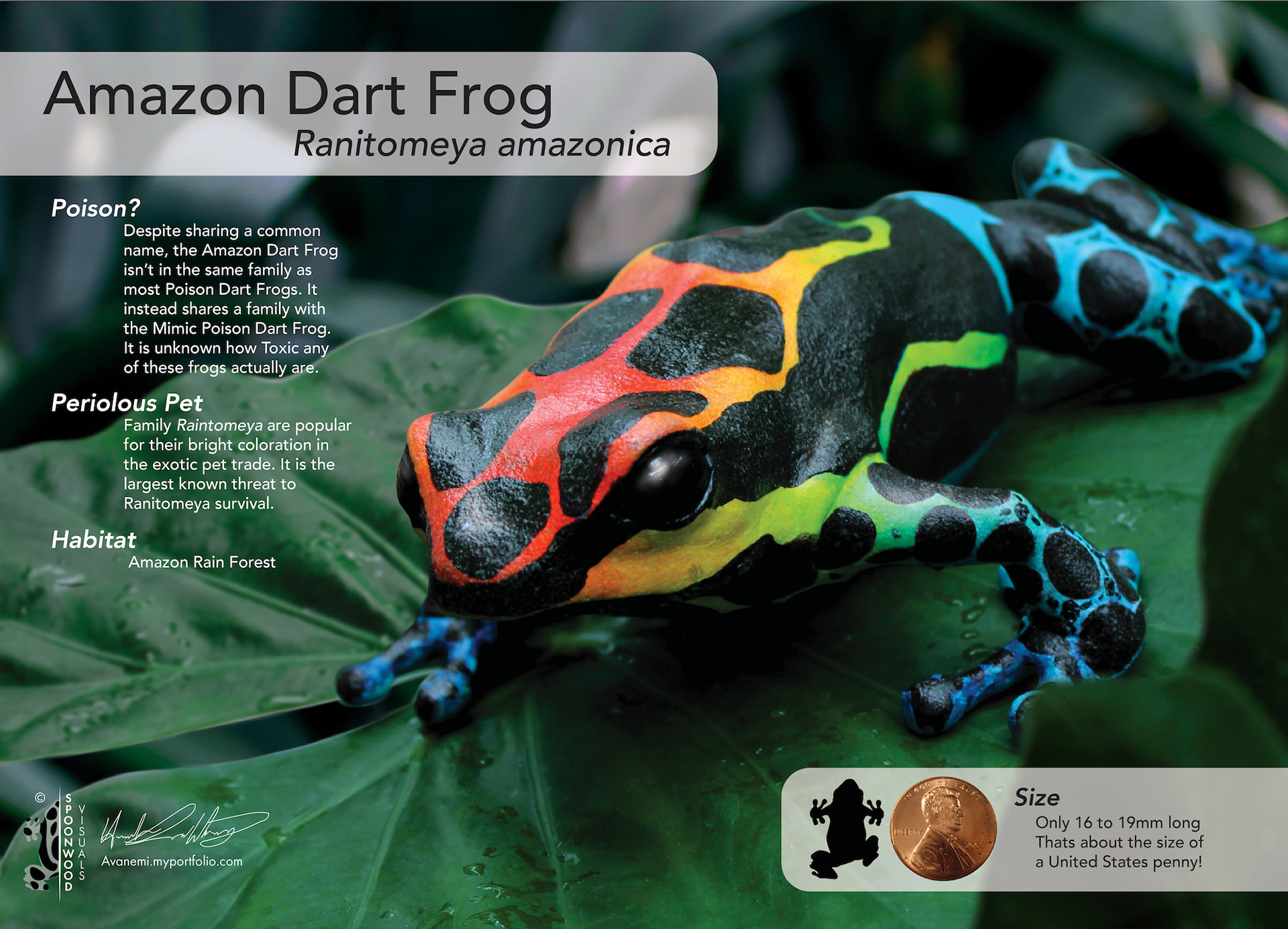 Amazon Dart Frog by Hannah Loeffelholz ©Hannah Loeffelholz