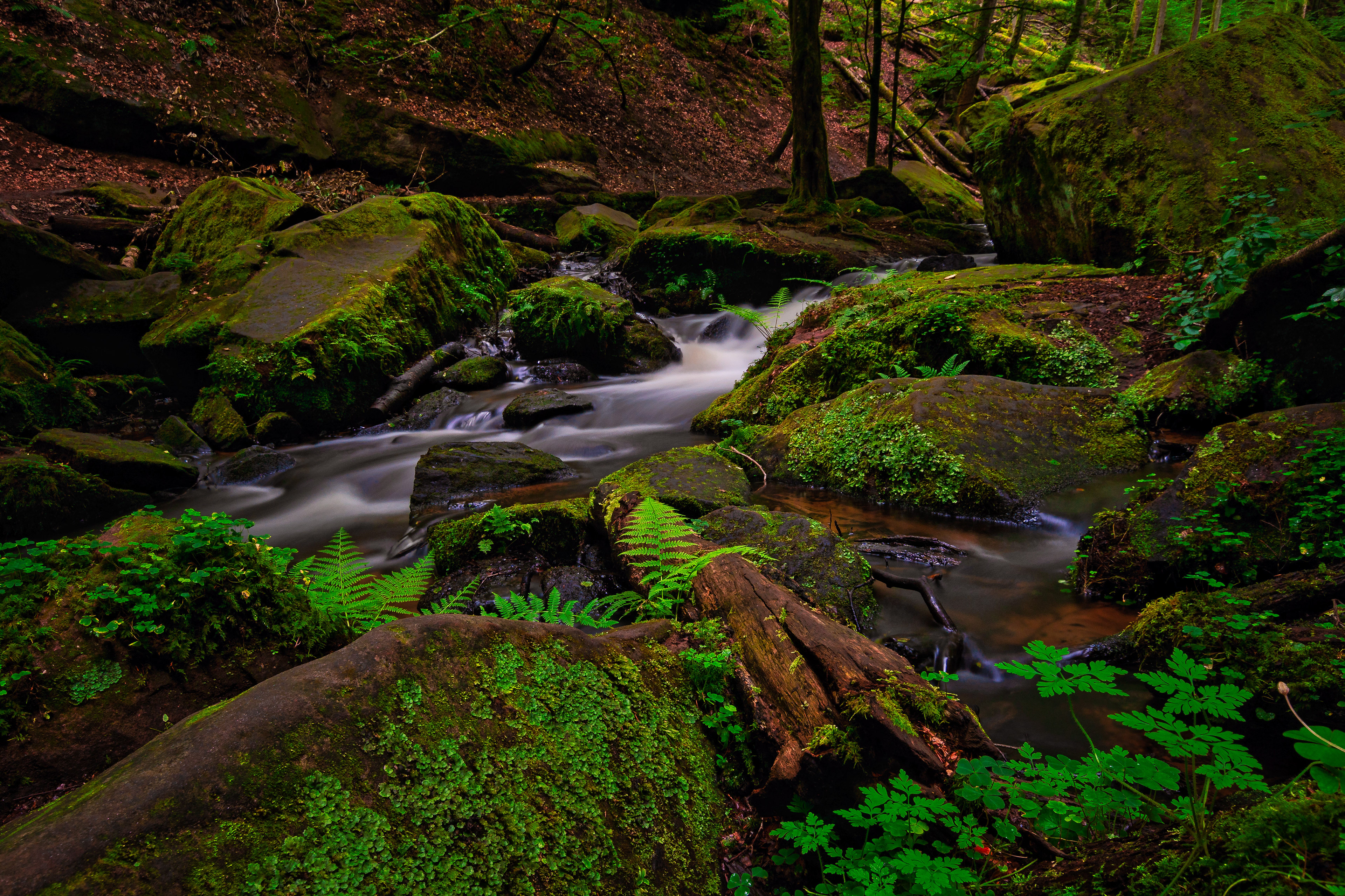 Pfälzerwald