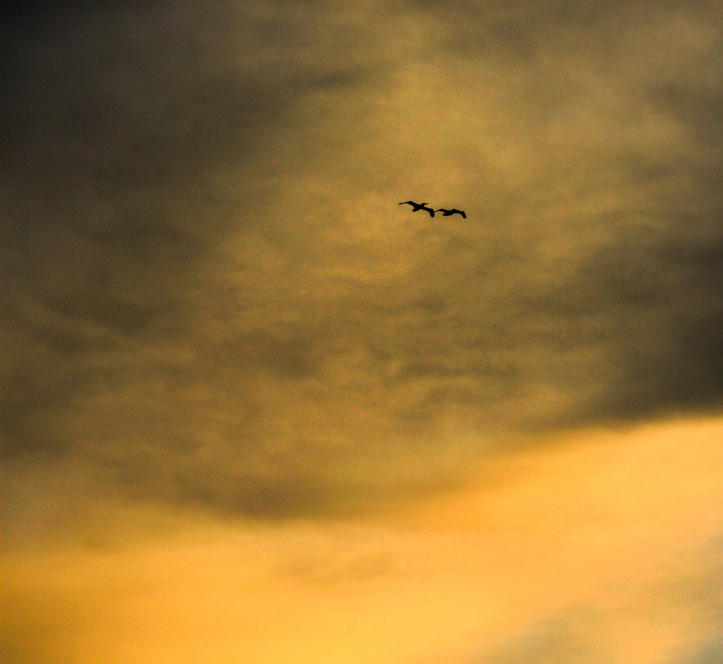 Pelican Pair - Half Moon Bay - 2006