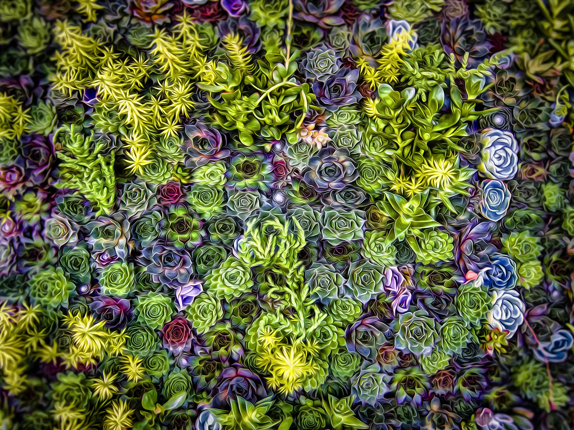 So Succulent - Menlo Park - 2010
