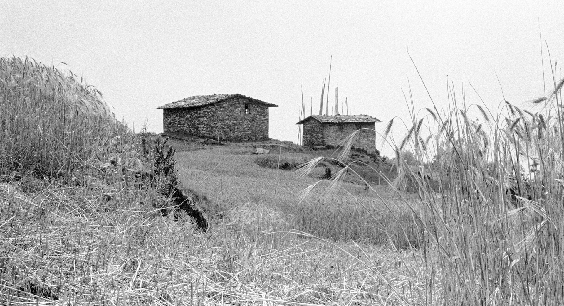 Melemchi gompa at harvet