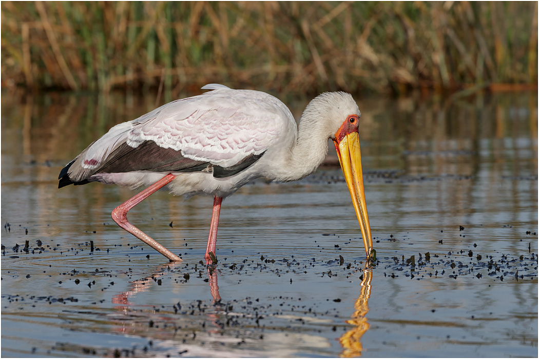 Yellow-billed Stork fishing - Chobe River, Botswana