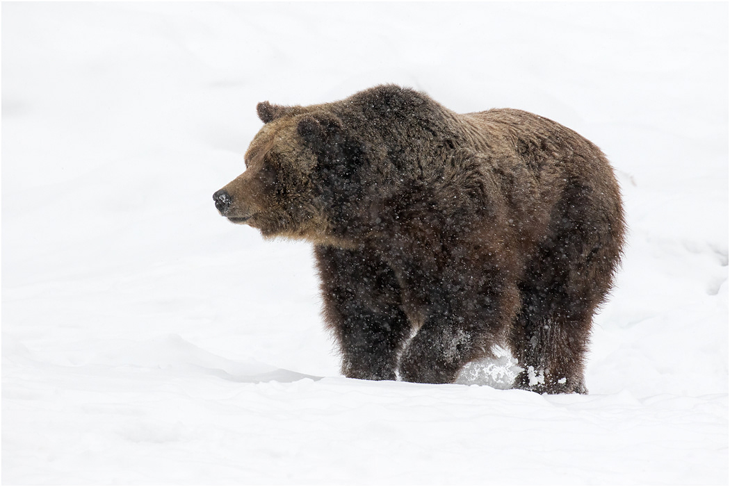 Grizzly Bear in snow, Montana, USA