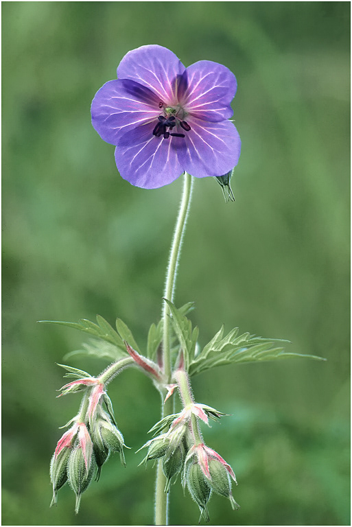 Meadow Cranesbill