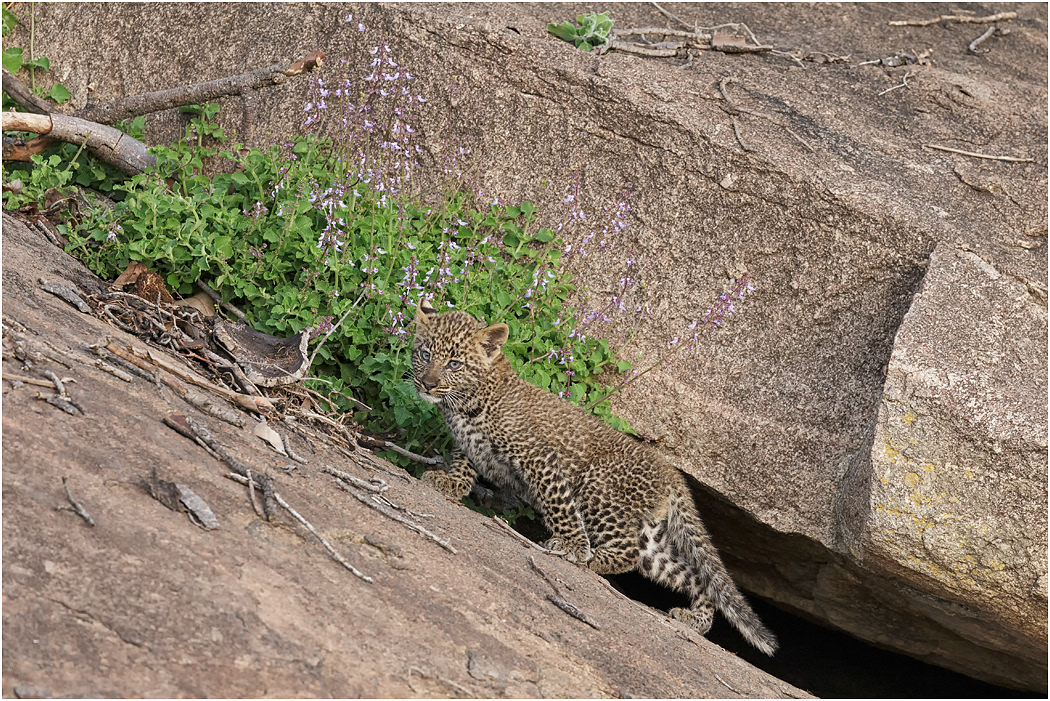 Leopard cub at Kopje den - Serengeti, Tanzania