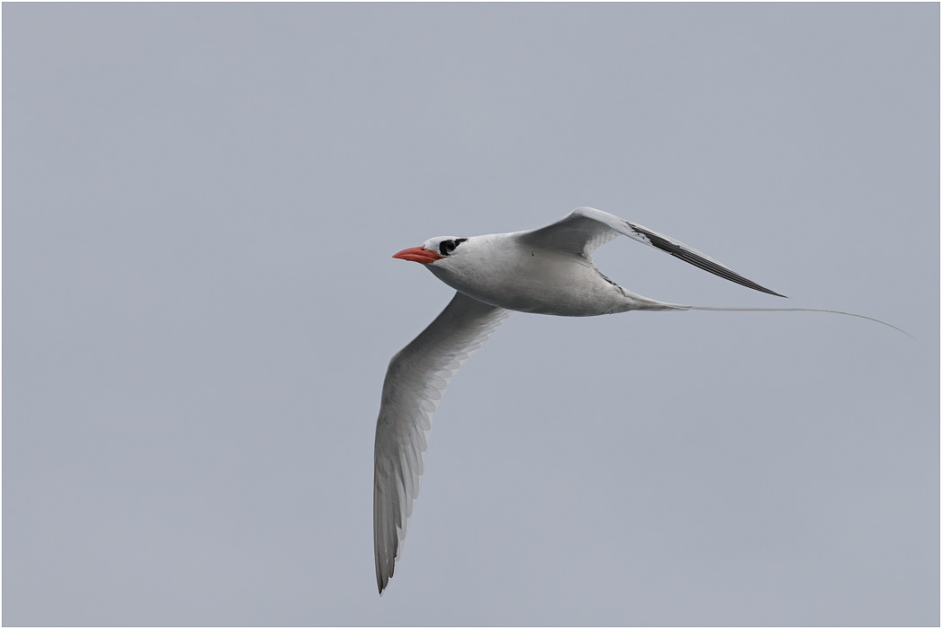 Red-billed Tropicbird in flight, Galapagos Islands