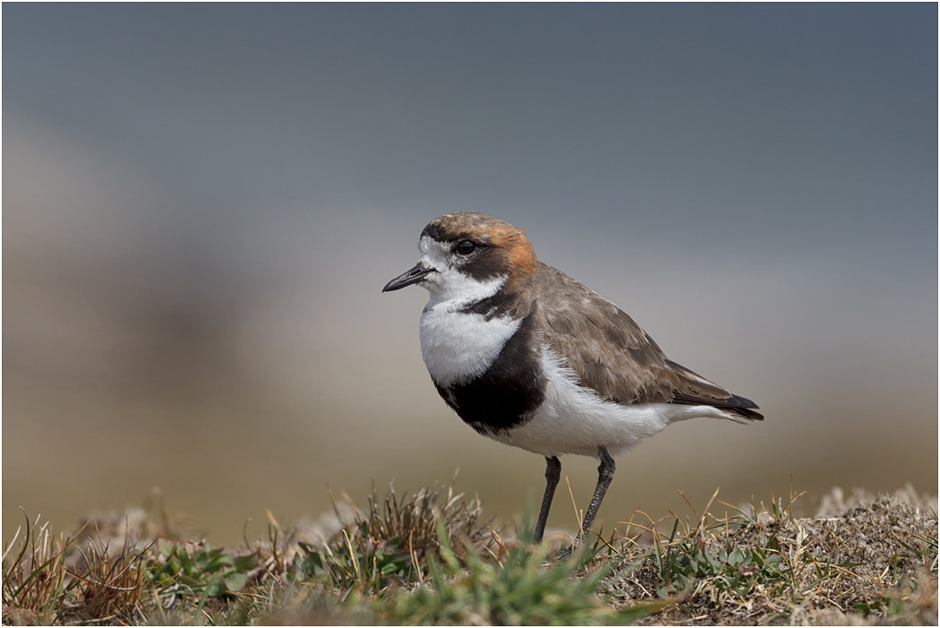 Two-banded Plover