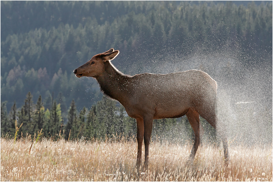 Cow Elk shaking after crossing river, Jasper NP, Canada