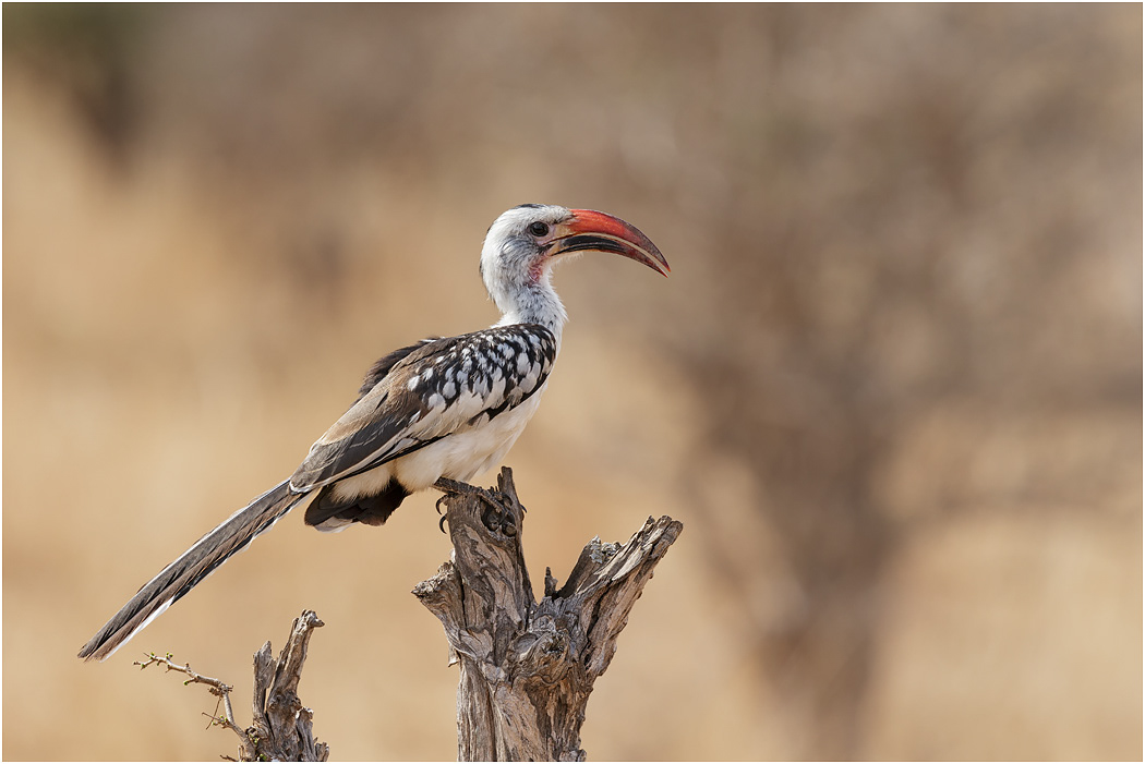 Red-billed Hornbill - Tarangire, Tanzania