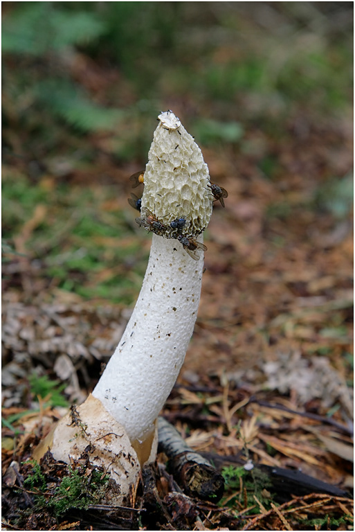 Stinkhorn - Phallus impudicus