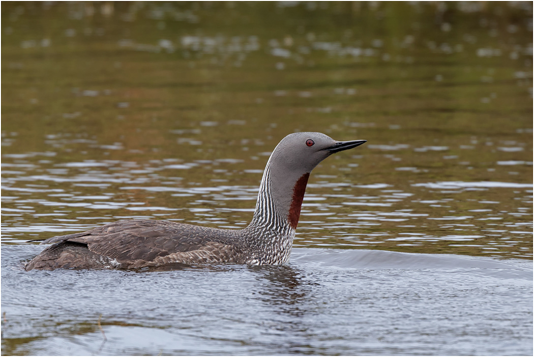 Red-throated Diver 