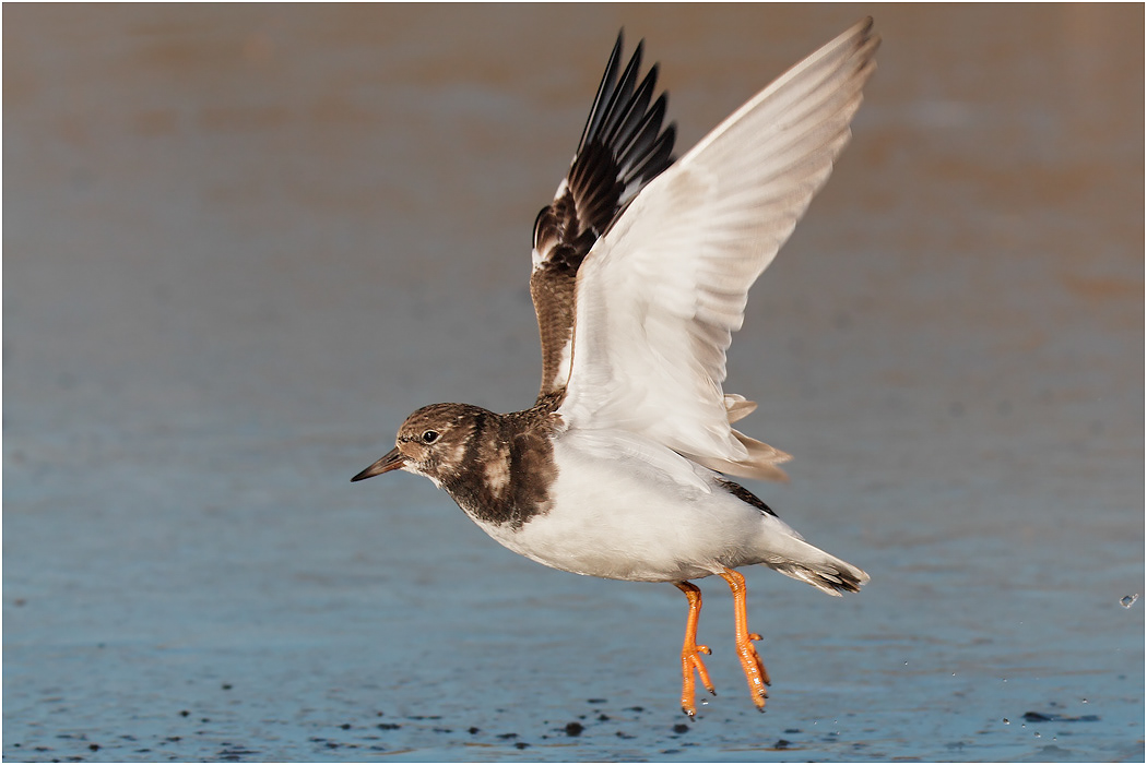 Turnstone in flight, Winter, Norfolk