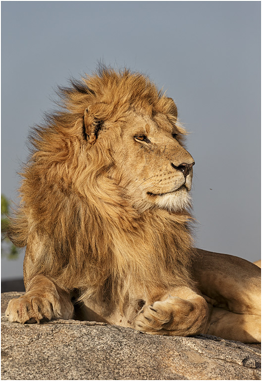 Proud Lion - Central Serengeti, Tanzania