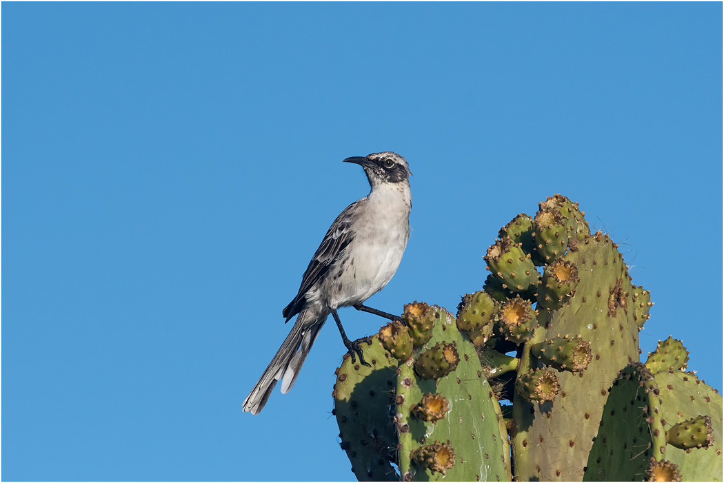 Galapagos Mockingbird
