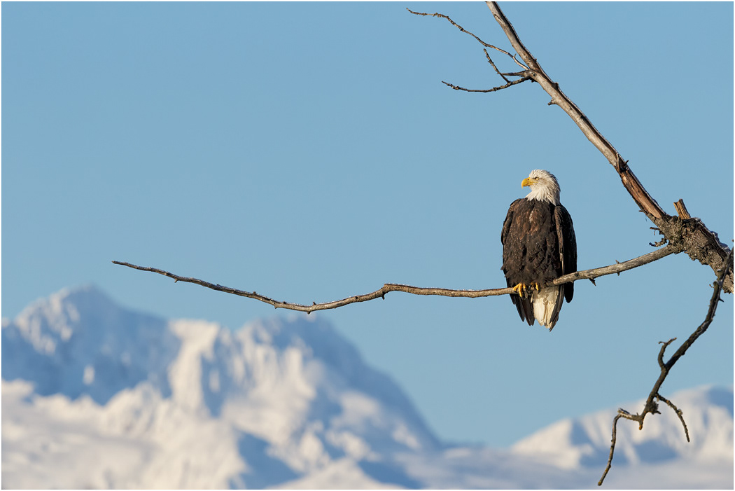 Bald Eagle, Chilkat River, Alaska