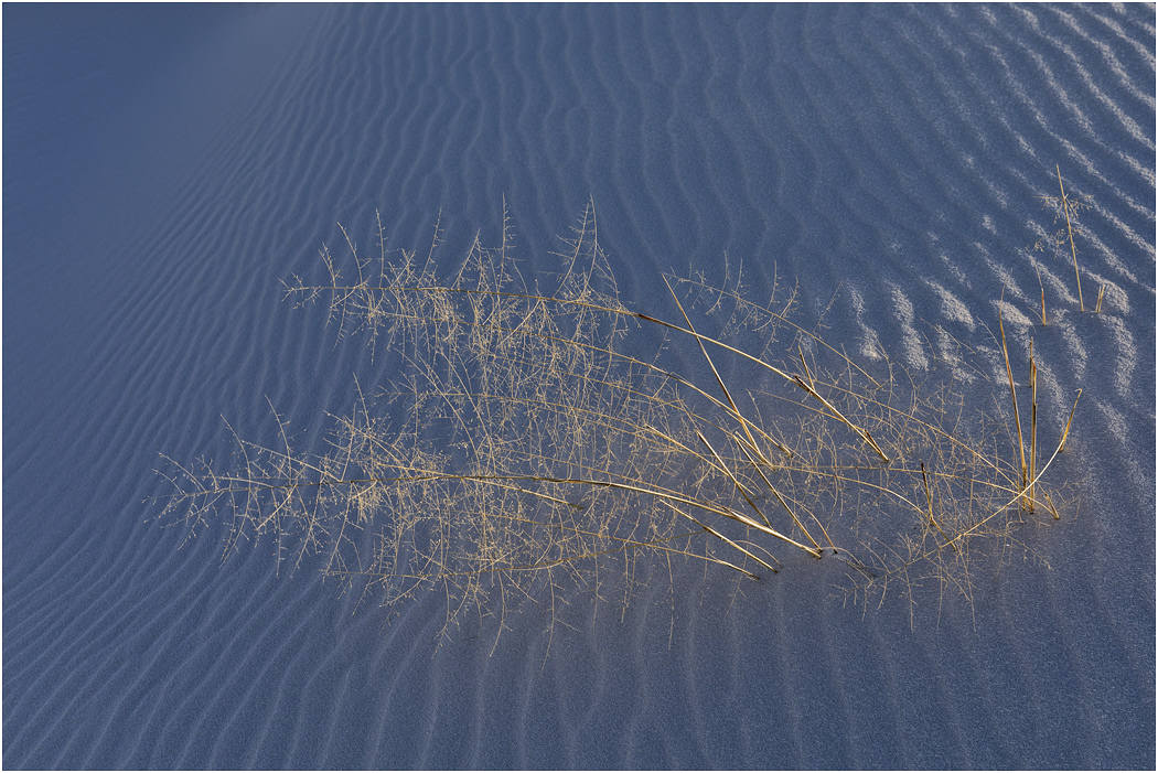 Blue & Gold, White Sands, NM