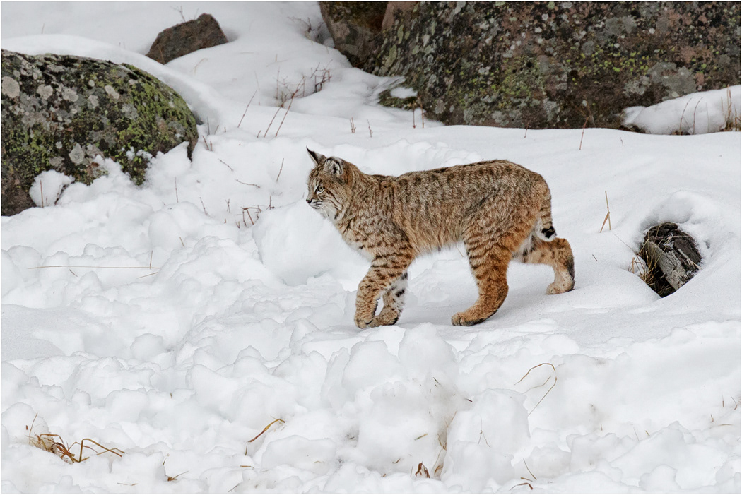Bobcat, Yellowstone NP, USA