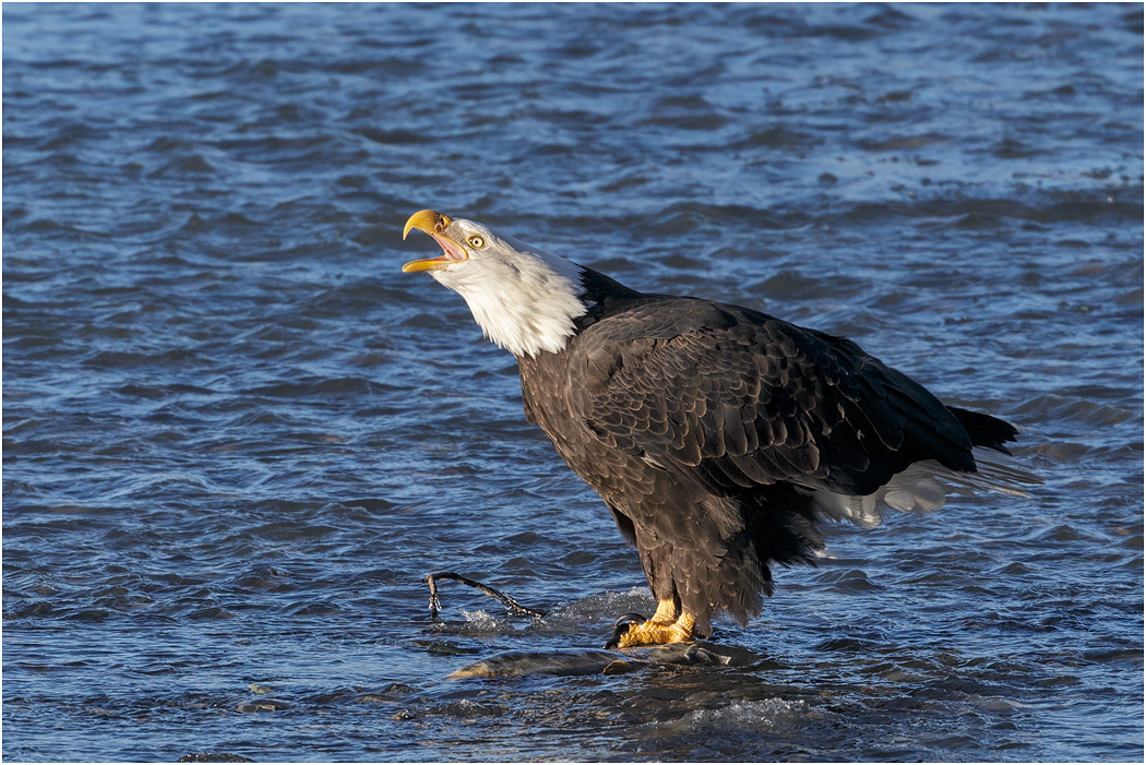 Bald Eagle, Chilkat River, Alaska