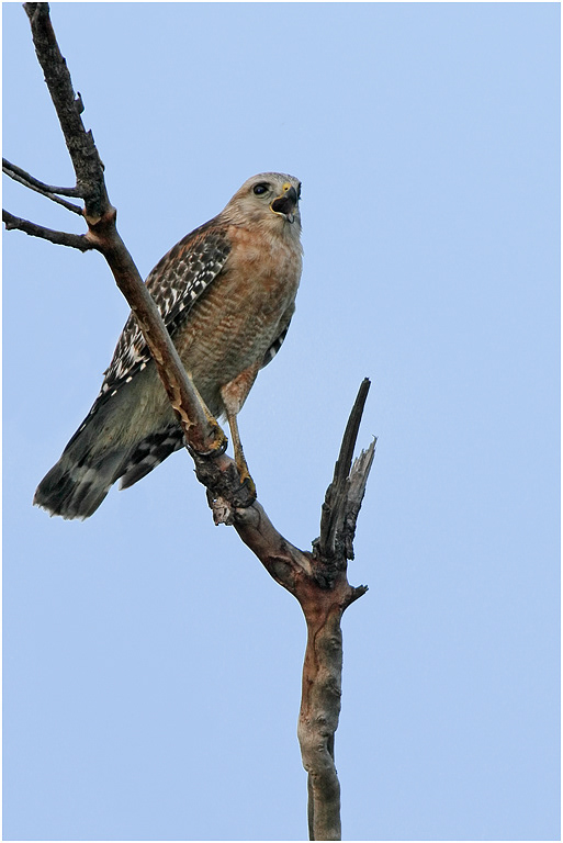Red-shouldered Hawk, Florida, USA