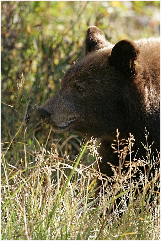 Black Bear (Cinnamon variety), Wyoming, USA