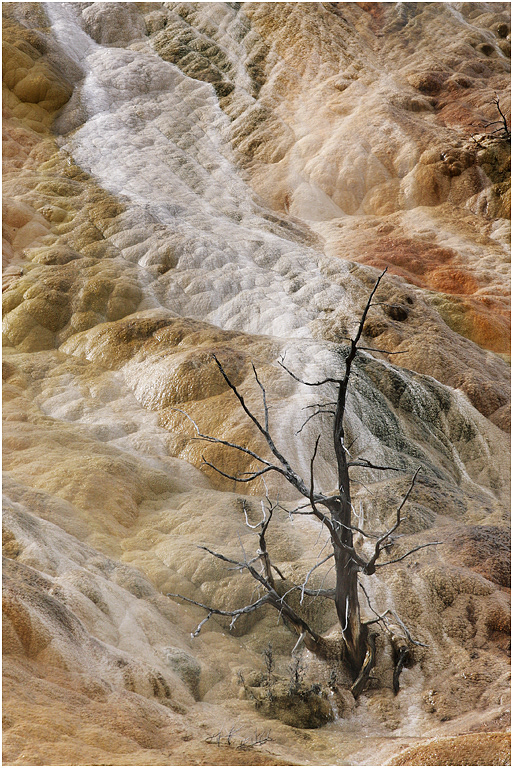 Lower Terrace, Mammoth, Yellowstone NP