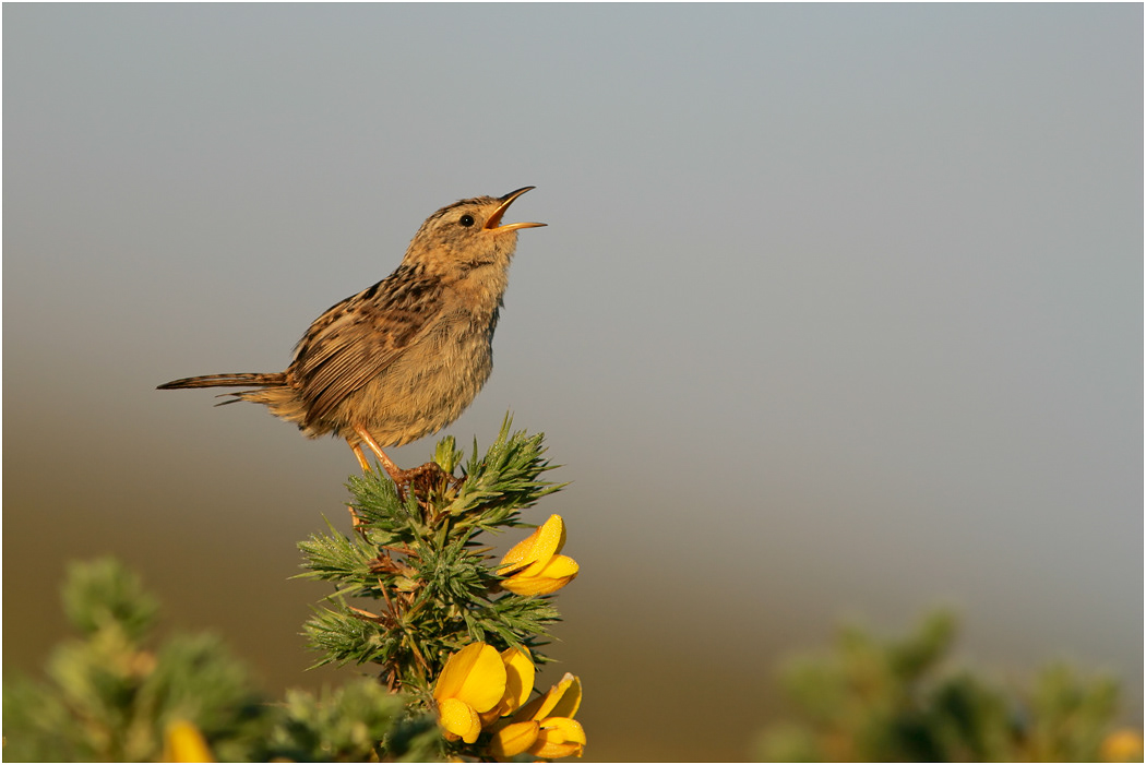 Sedge or Grass Wren