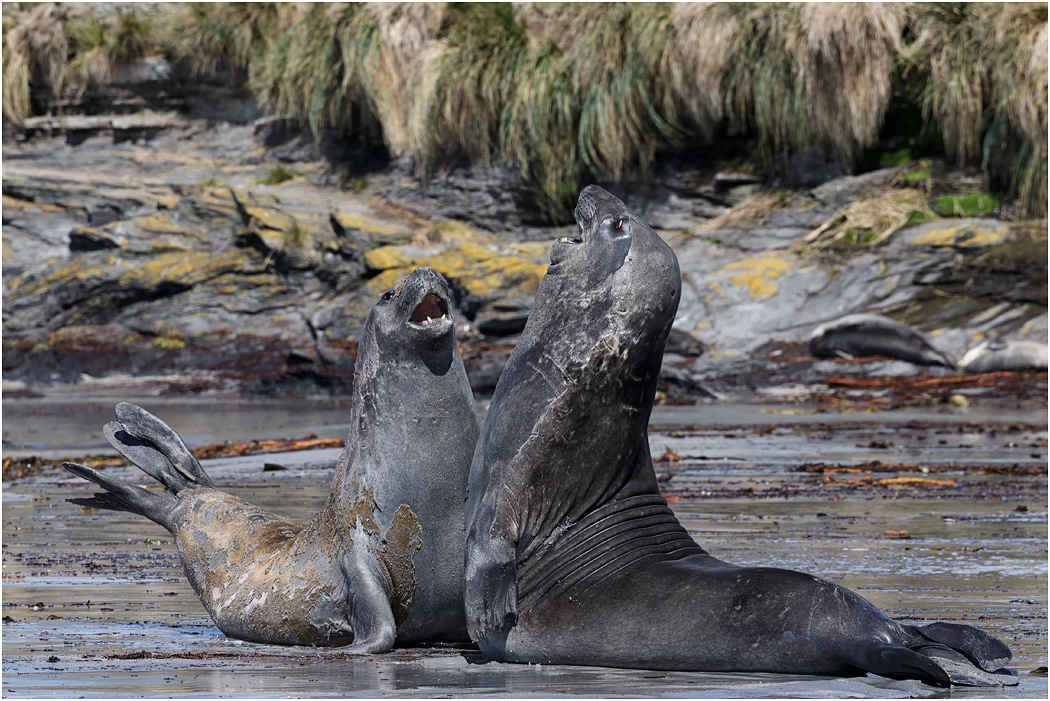 Southern Elephant Seals sparring